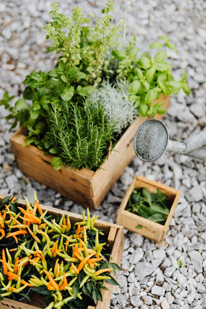 portfolio-06 Arrangement of fresh herbs and peppers in wooden crates on gravel, perfect for gardening enthusiasts.