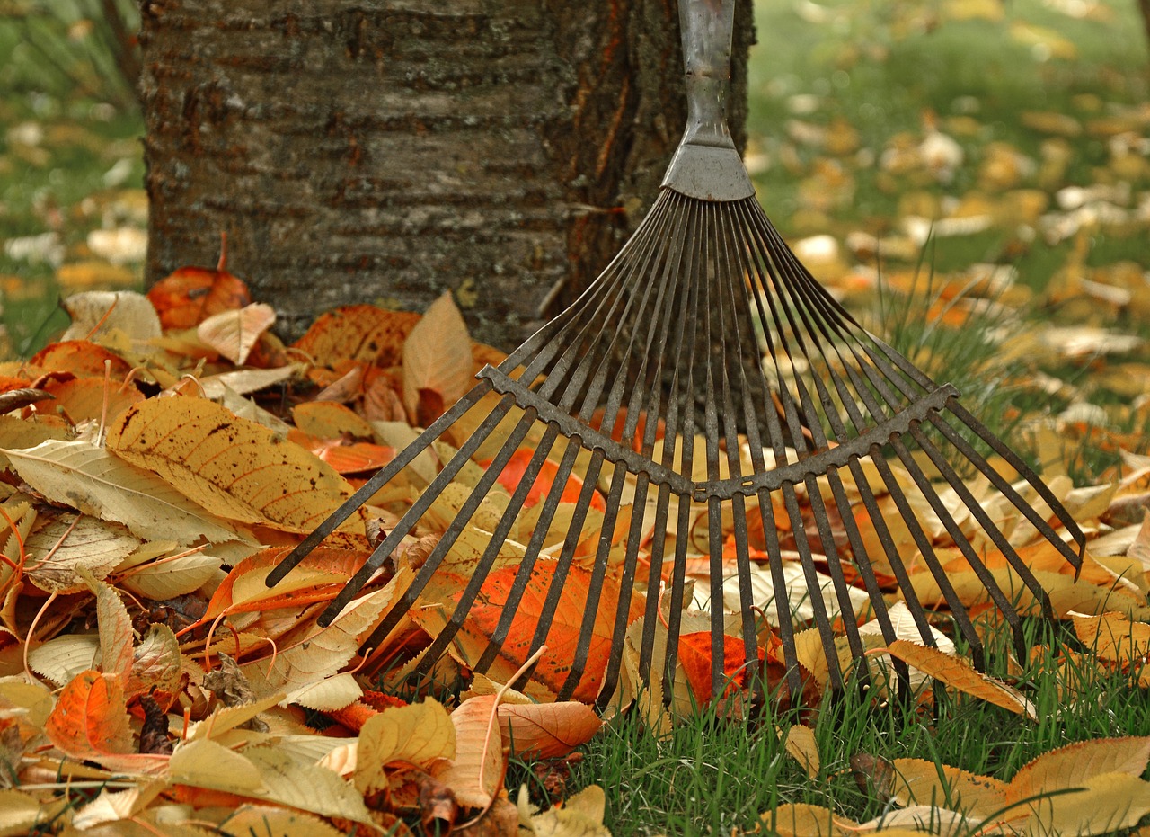 portfolio-05 computing, raking leaves, nature, tool, garden, gardening, fall, leaves, autumn leaves, gardener