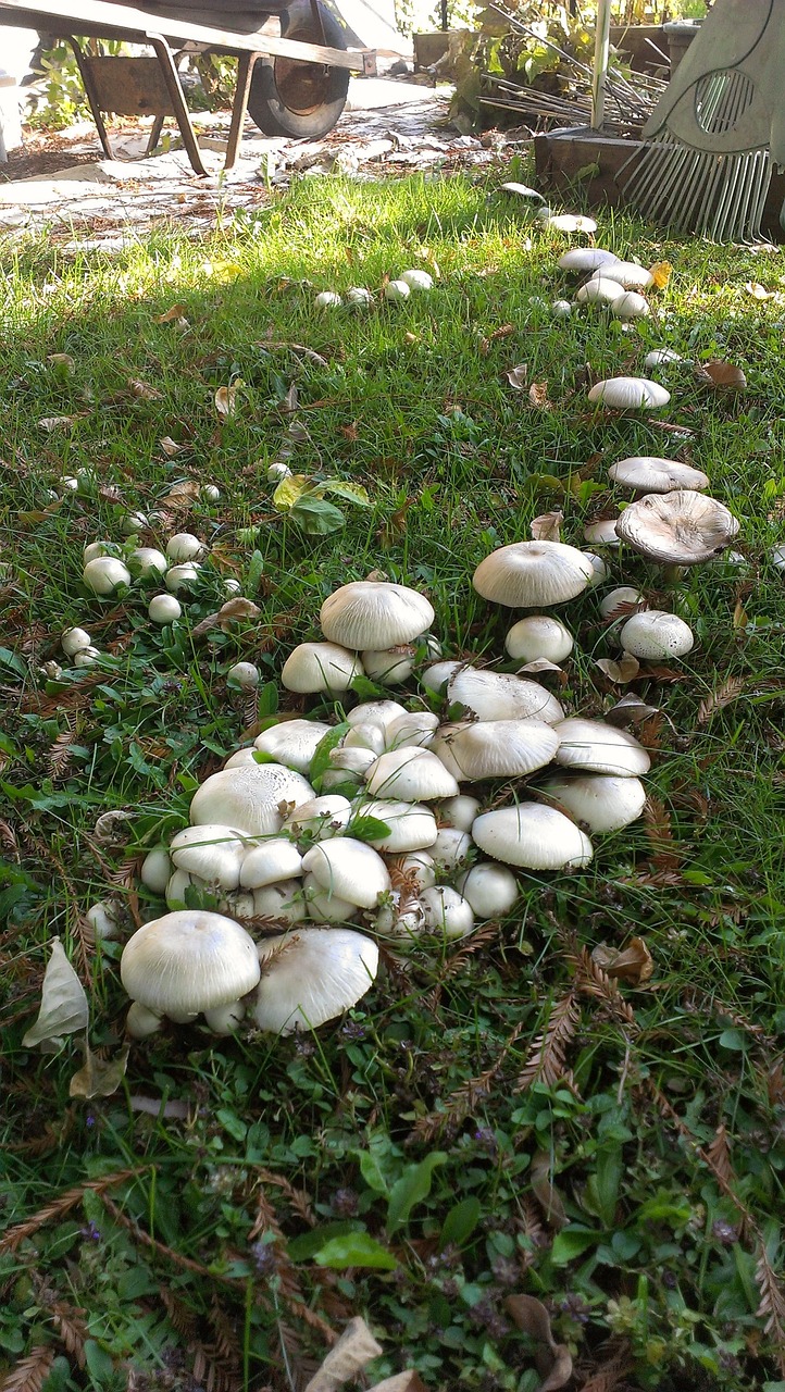 creative-approach-img mushrooms, fungus, forest, nature, backyard, leaves, yard, tools, wheel barrow, garden, grass, green, green tools